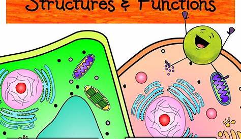 plant and animal cells worksheets