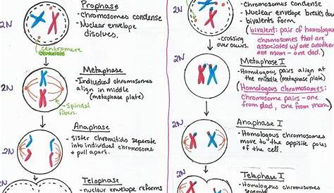stages of meiosis worksheets answers