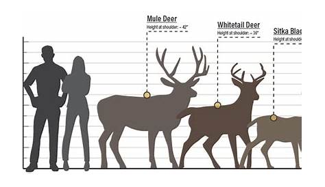 whitetail deer size chart