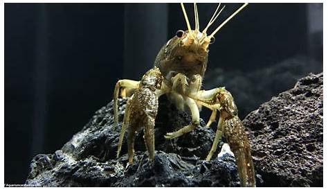 crayfish for freshwater aquarium