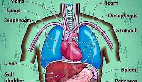 human anatomy organs chart