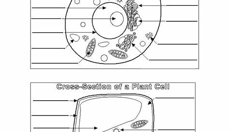 Worksheet : Animal Cell Coloring Worksheet Answers Animal And Plant