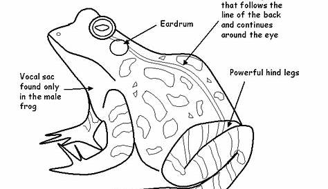 Frog Activity Sheet - Labeling a Northern Leopard Frog (Easy)