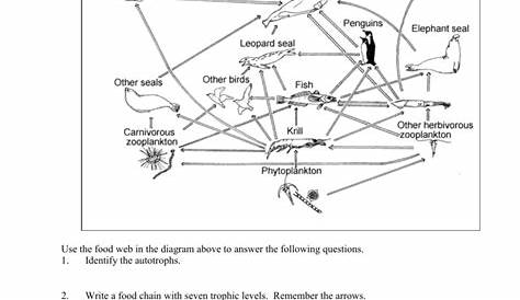 Food Chain And Food Web Worksheet