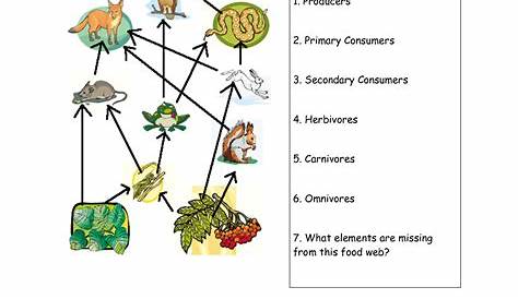 food chain worksheet first grade