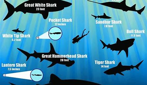 How Different Shark Species Measure Up [Infographic]