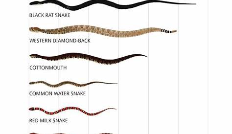 identify north american snakes chart