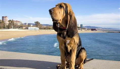 best puppy food for bloodhounds