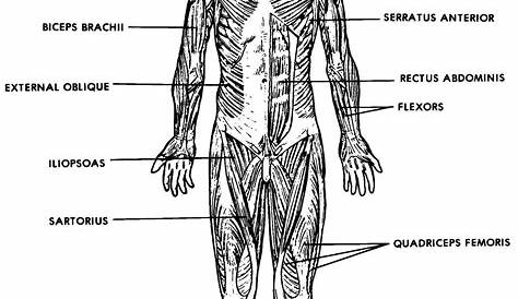 Labeling Muscles Worksheet