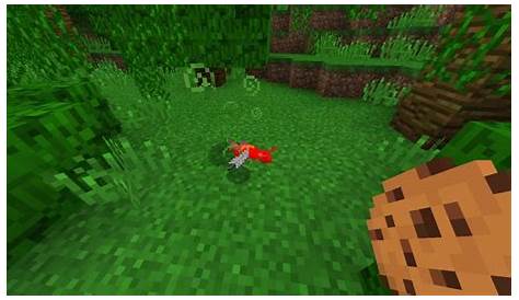 what to feed parrots in minecraft