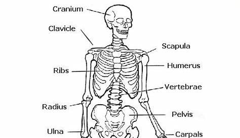 skeletal system 3rd grade worksheet