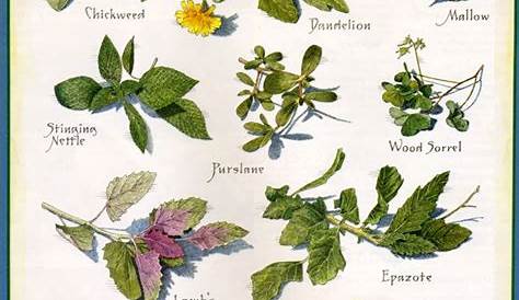 50 Essential Wild Edible, Tea, and Medicinal Plants You Need to Know by
