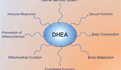 Low DHEA Levels & Adrenal Fatigue - Podcast #85 | Just In Health