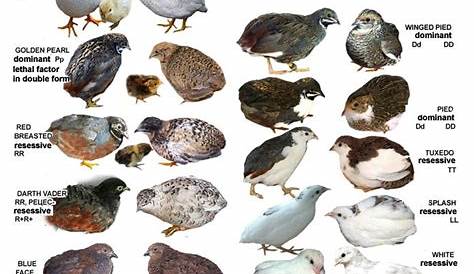 Button quail male and female color mutations. | Raising quail, Button