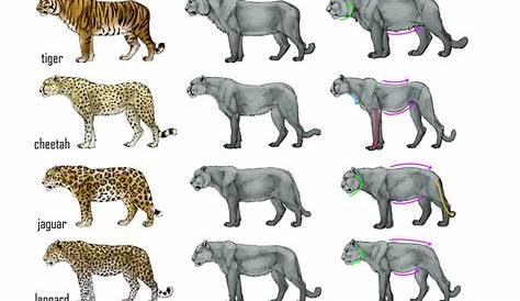 Big cats comparison: reference sheet | Big cats drawing, Big cats