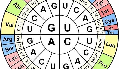 [Solved] Using the codon chart, determine both the mRNA and amino acid