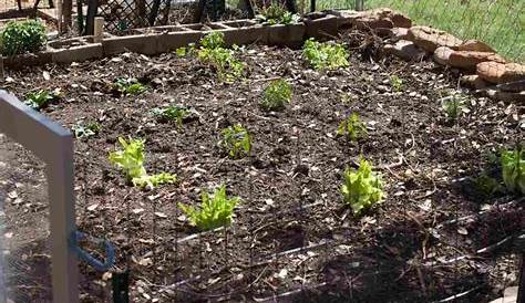 spacing between plants in vegetable garden