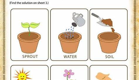 plant life cycle worksheets