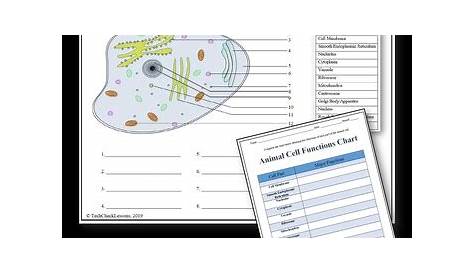 Animal Cell Labeling & Functions Science Worksheet by TechCheck Lessons