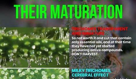 weed trichome color chart