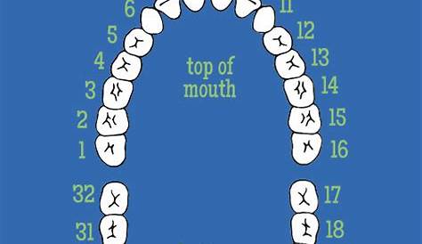 Dentists: How Do Dentists Number Teeth