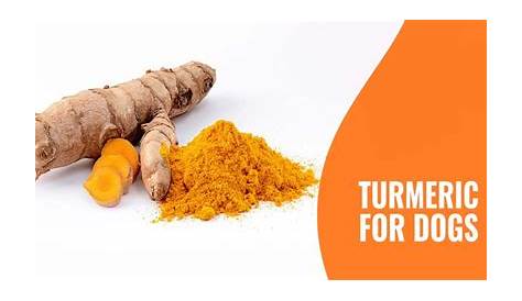 Turmeric for Dogs – Benefits, Dangers, Administration & FAQ