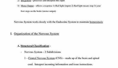 nervous system worksheets answer key