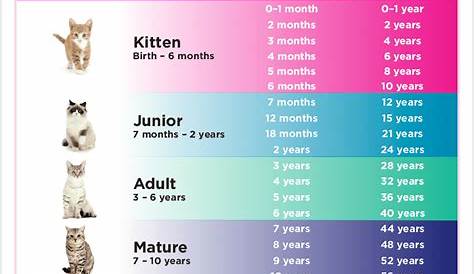 Weight Kitten Age Chart - Anna Blog