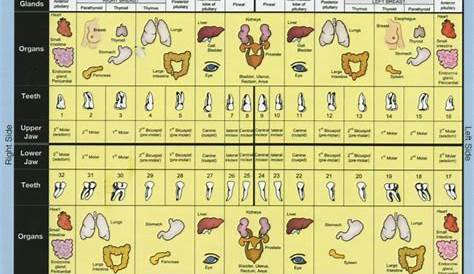 tooth chart connected to organs