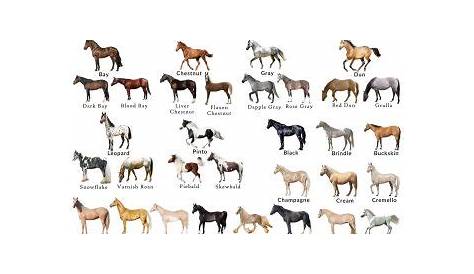 horse coat color chart
