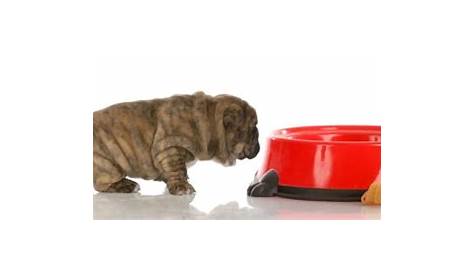 How Much To Feed English Bulldog Puppy | Feeding Chart