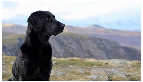 Black Lab Average Weight and How Does It Compare to Other Dogs