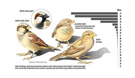 house sparrow age chart