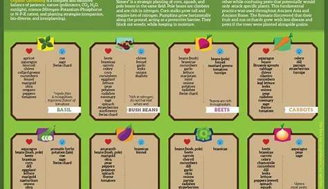 Companion Planting Chart. Visual Guide. Plan Your Organic | Etsy