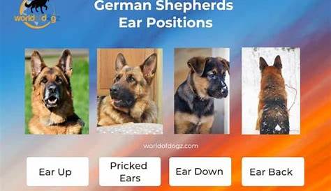 german shepherd ear chart