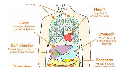 Body Organs Location Chart | SOME OF THE ORGANS IN THE HUMAN BODY