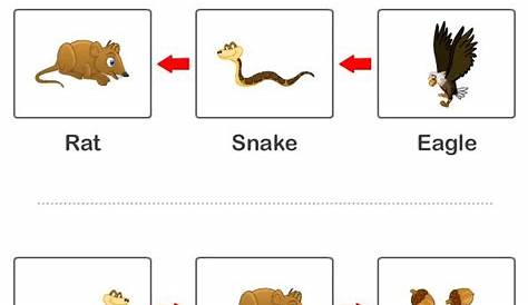 food chain vocabulary worksheet