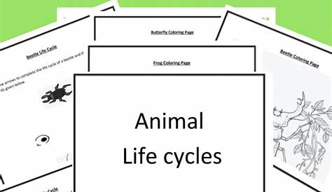 Free Printable Animal Life Cycle Worksheets