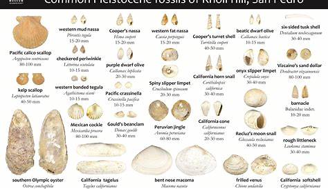 Printable Fossil Identification Chart