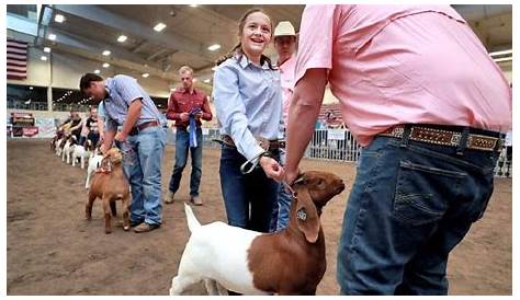 Adata: Boer Goat Feed Rations