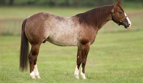 Red Roan Beautiful Arabian Horses, Most Beautiful Horses, All The