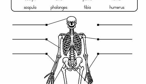 human skeleton labeled worksheet