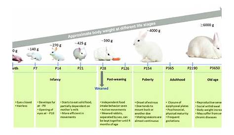 Physical and behavioral attributes of rabbits in different phases of