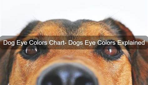 Dog Eye Colors Chart: Dogs Eye Colors Explained