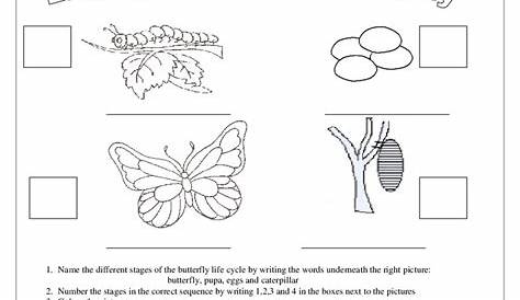Life Cycle of the Butterfly Worksheet for 3rd - 5th Grade | Lesson Planet