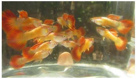 guppy cross breeding chart