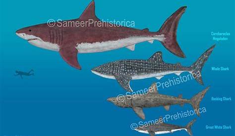 Sharks Size Comparison by SameerPrehistorica on DeviantArt