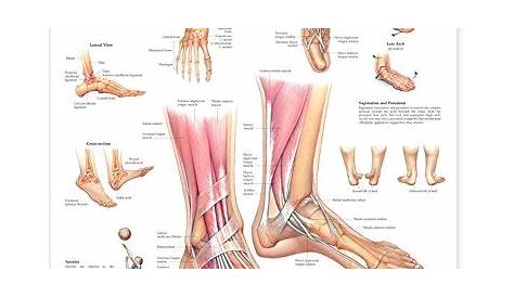 foot and ankle anatomical chart