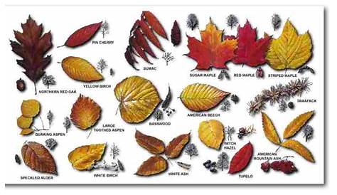 Tree leaf identification, Leaf identification, Tree identification