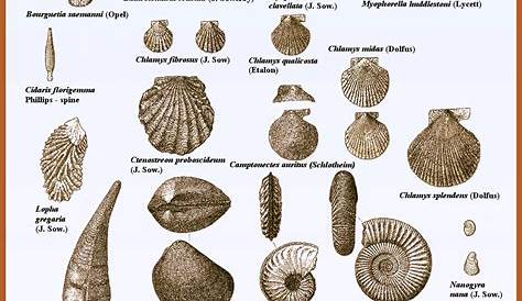 Alfa img - Showing > Shell Fossils Identification